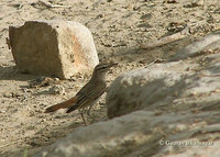 Rufous-tailed Scrub Robin - Cercotrichas galactotes