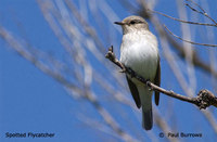Spotted Flycatcher - Muscicapa striata