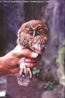 Togian Boobook - Ninox burhani