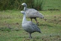 Cape Barren Goose