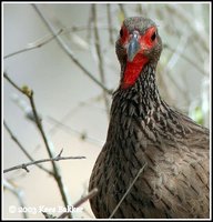 Swainson's Francolin - Francolinus swainsonii