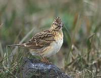 Skylark (Alauda arvensis) photo