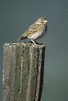 Vesper Sparrow (Pooecetes gramineus) photo