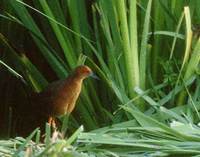 Ruddy-breasted Crake (Porzana fusca) photo