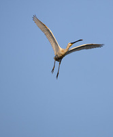 Eurasian Spoonbill (Platalea leucorodia) photo