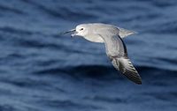 Southern (Antarctic) Fulmar (Fulmarus glacialoides) photo