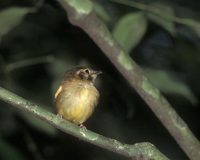 Stub-tailed Spadebill (Platyrinchus cancrominus) photo