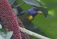 Moss-backed Tanager (Bangsia edwardsi) photo