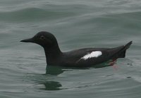 Pigeon Guillemot - Cepphus columba