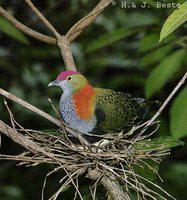 Superb Fruit-Dove - Ptilinopus superbus