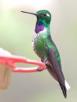 Purple-bibbed Whitetip - Urosticte benjamini