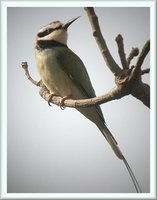 White-throated Bee-eater - Merops albicollis