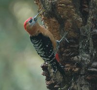 Rufous-bellied Woodpecker - Dendrocopos hyperythrus