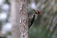 Lineated Woodpecker - Dryocopus lineatus