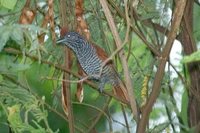 Chestnut-backed Antshrike - Thamnophilus palliatus