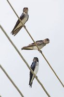 Gray-breasted Martin - Progne chalybea