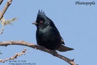 Phainopepla - Phainopepla nitens