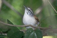 Moustached Wren - Thryothorus genibarbis