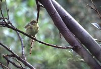 Willow Warbler - Phylloscopus trochilus