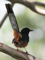 White-rumped Shama - Copsychus malabaricus