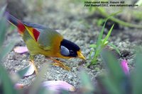 Silver-eared Mesia - Leiothrix argentauris