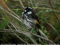 New Holland Honeyeater - Phylidonyris novaehollandiae