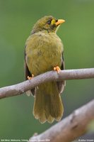 Bell Miner - Manorina melanophrys