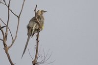 Yellow Wattlebird - Anthochaera paradoxa