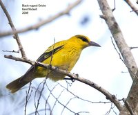 Black-naped Oriole - Oriolus chinensis