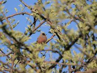 Black-cheeked Waxbill - Estrilda erythronotos