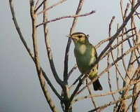 Black-whiskered Vireo - Vireo altiloquus