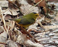 Wilson's Warbler - Wilsonia pusilla