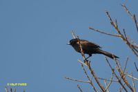 Epaulet Oriole - Icterus cayanensis