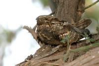 European Nightjar