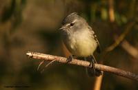 *NEW* White-crested Tyrannulet ('subcristata'?)