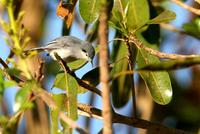 Masked  gnatcatcher   -   polioptila  dumicola   -