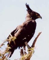 Schopfadler/ Long-crested eagle (Lophaetus occipitalis)