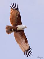 Brahminy Kite Haliastur indus