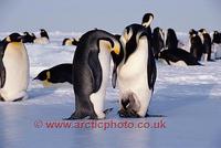 FT0106-00: Emperor Penguin adults display to each other prior to moving the chick to the other f...