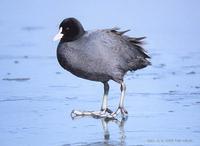 물닭 (EUROPEAN COOT) Fulica  atra