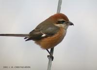 Bull-Headed Shrike Lanius bucephalus 때까치