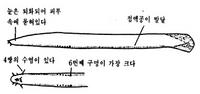 먹장어 Eptatretus burgeri (Girard)