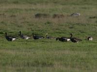 White-fronted Goose (Anser albifrons flavirostris)