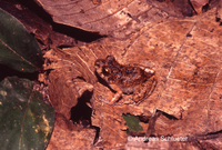 : Adenomera sp.