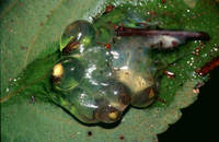 : Agalychnis saltator; Parachuting Red-eyed Leaf Frog