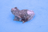: Dendropsophus marmoratus
