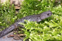 : Hynobius nigrescens