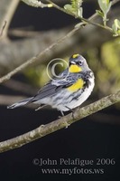 : Dendroica coronata; Yellow-rumped Warbler