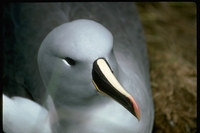 : Diomedea chrysostoma; Grey-headed Albatross