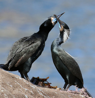 : Phalacrocorax penicillatus; Brandt's Cormorant